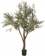 Olijfboom (Olea)  200 cm